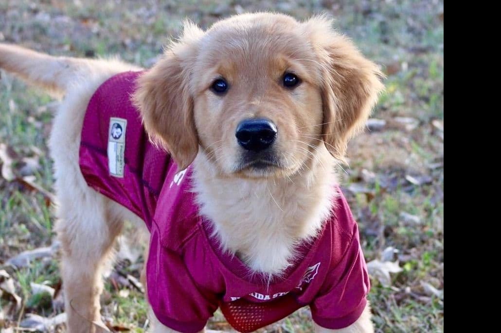 On Golden Pond Golden Retrievers breeder image 17