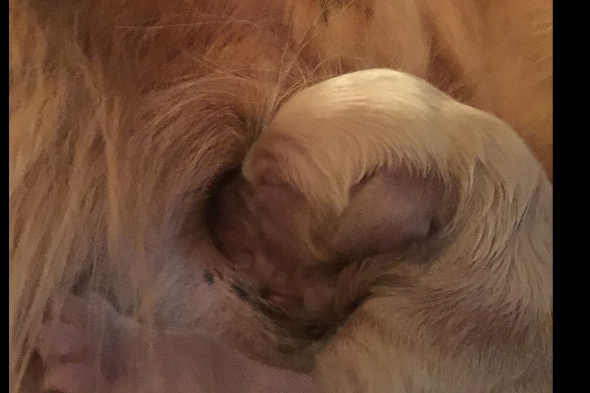 On Golden Pond Golden Retrievers breeder image 18