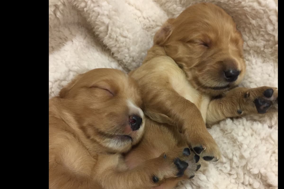 On Golden Pond Golden Retrievers breeder image 19