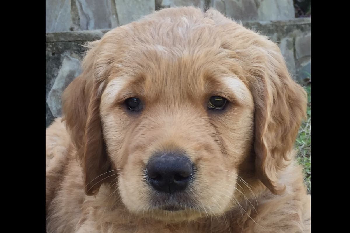 On Golden Pond Golden Retrievers breeder image 20