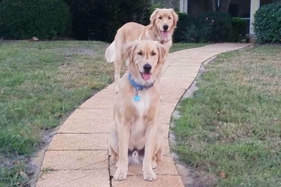 On Golden Pond Golden Retrievers breeder image 23