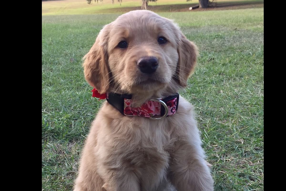 On Golden Pond Golden Retrievers breeder image 26
