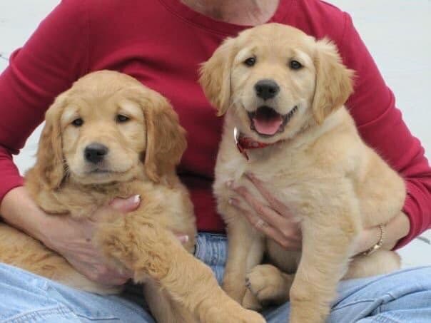 On Golden Pond Golden Retrievers breeder image 29