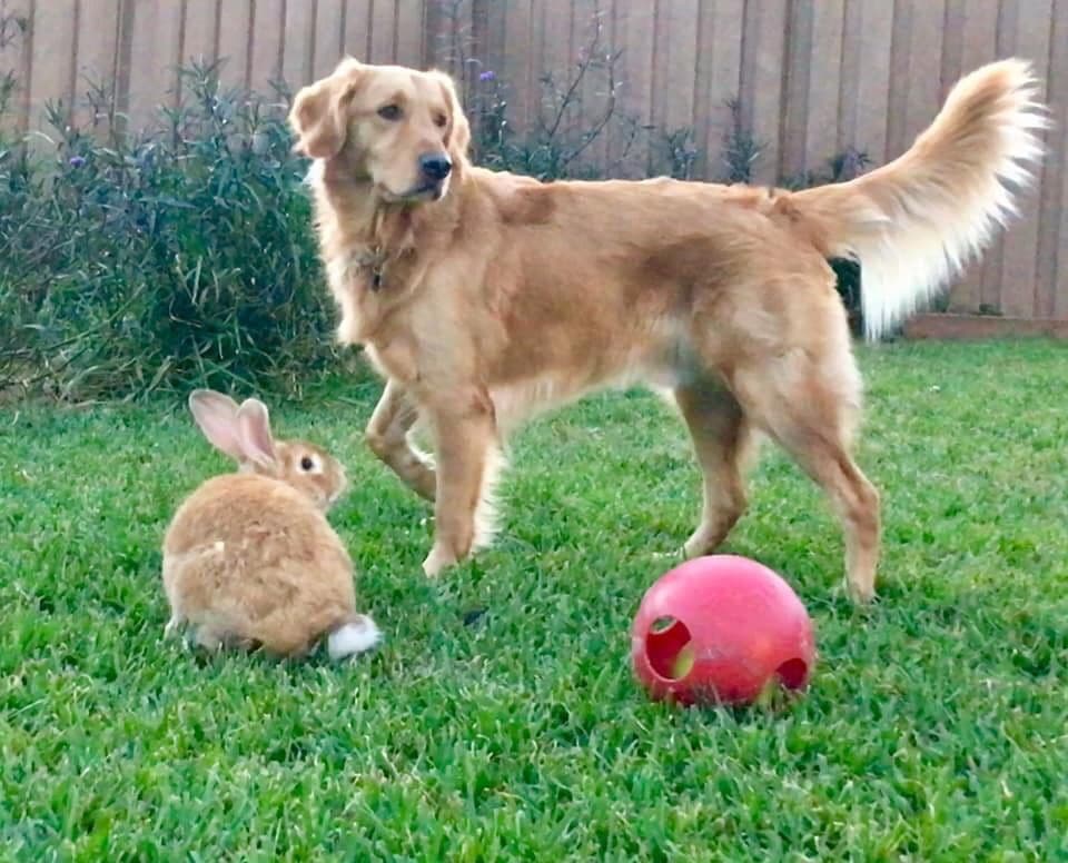 On Golden Pond Golden Retrievers breeder image 31