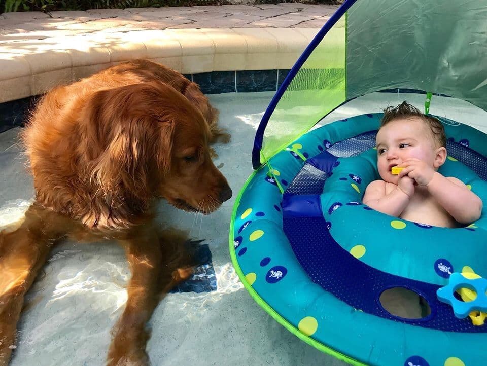 On Golden Pond Golden Retrievers breeder image 32