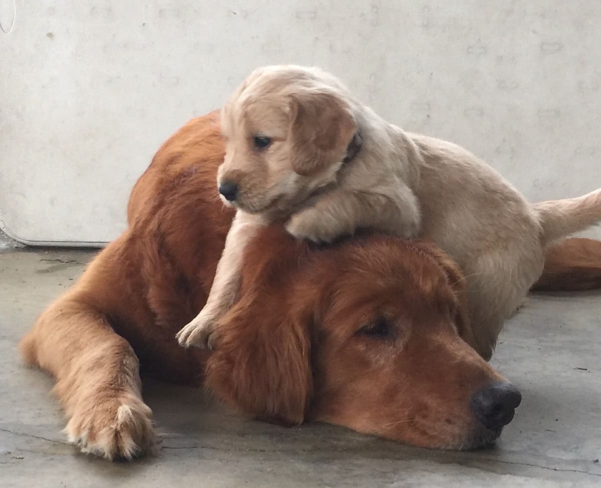 On Golden Pond Golden Retrievers breeder image 1