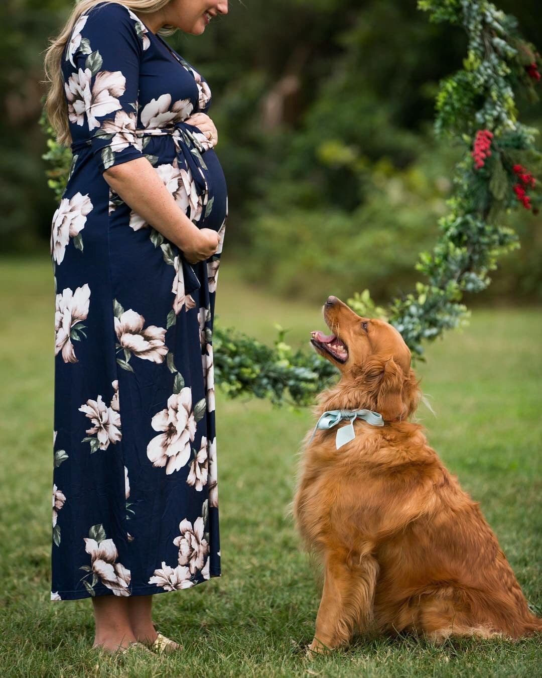 On Golden Pond Golden Retrievers breeder image 34