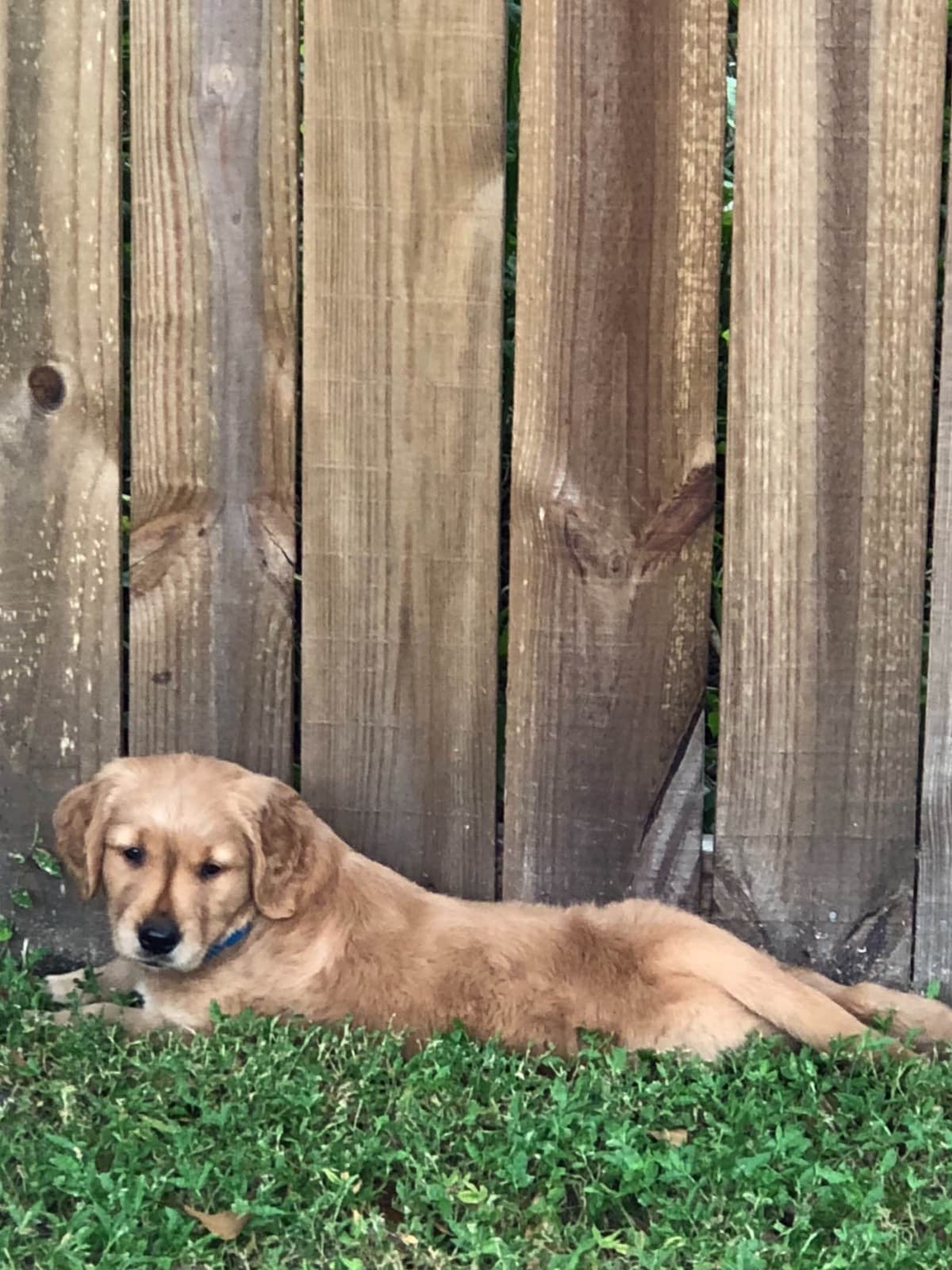 On Golden Pond Golden Retrievers breeder image 35