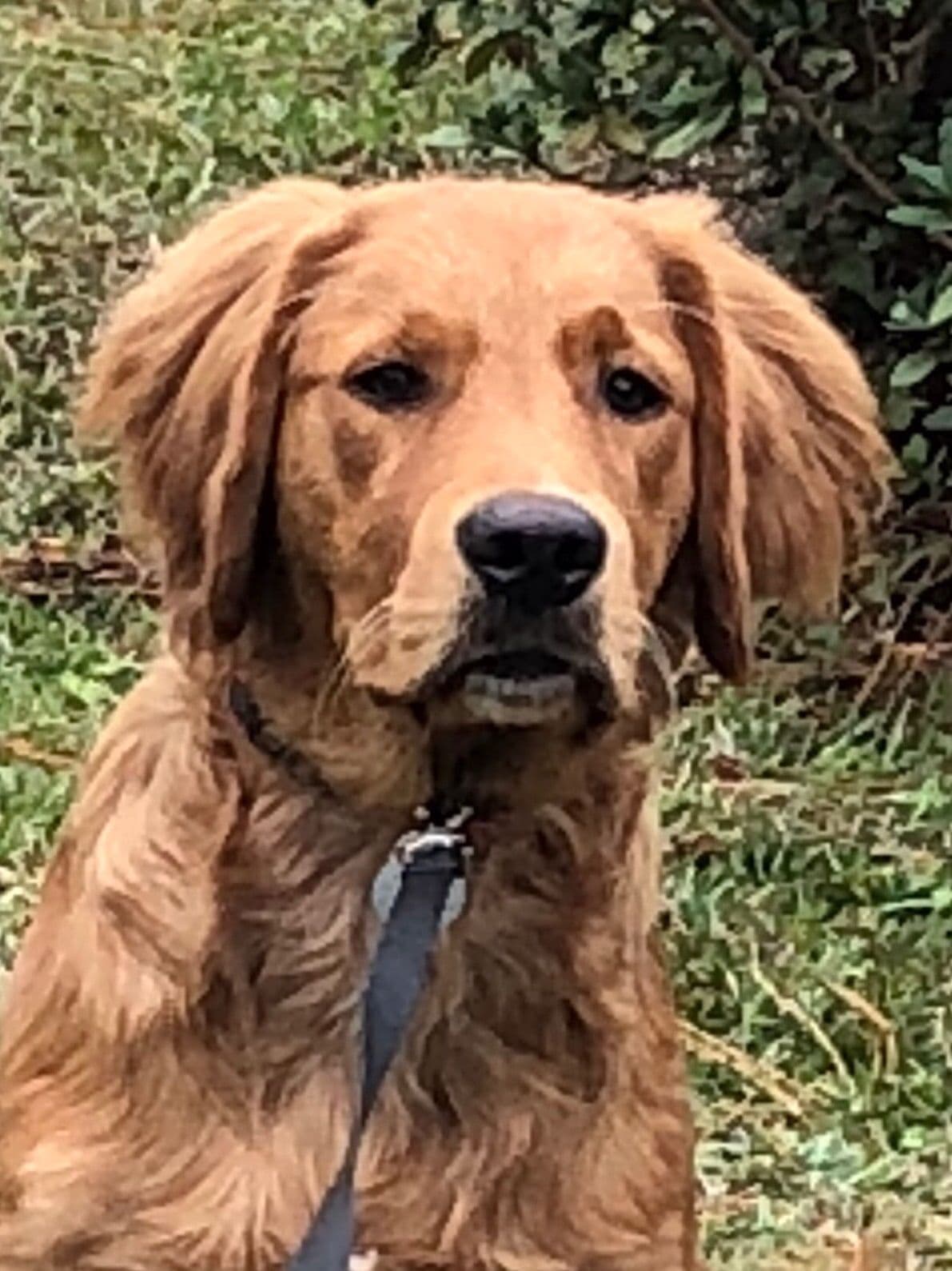 On Golden Pond Golden Retrievers breeder image 36