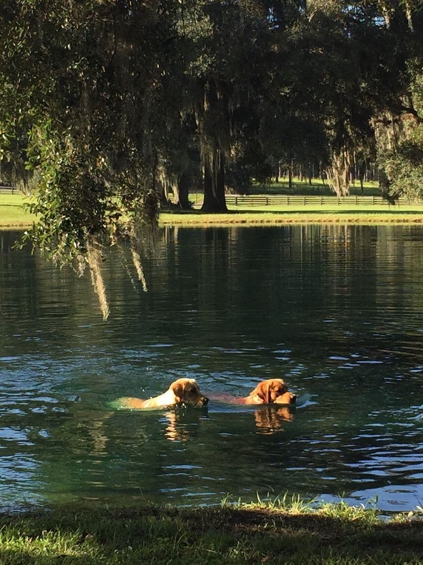 On Golden Pond Golden Retrievers breeder image 37