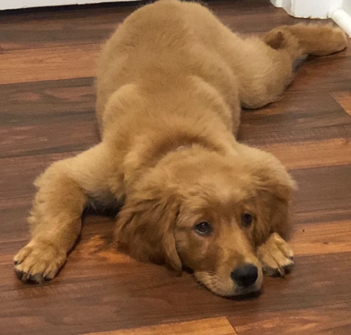 On Golden Pond Golden Retrievers breeder image 39
