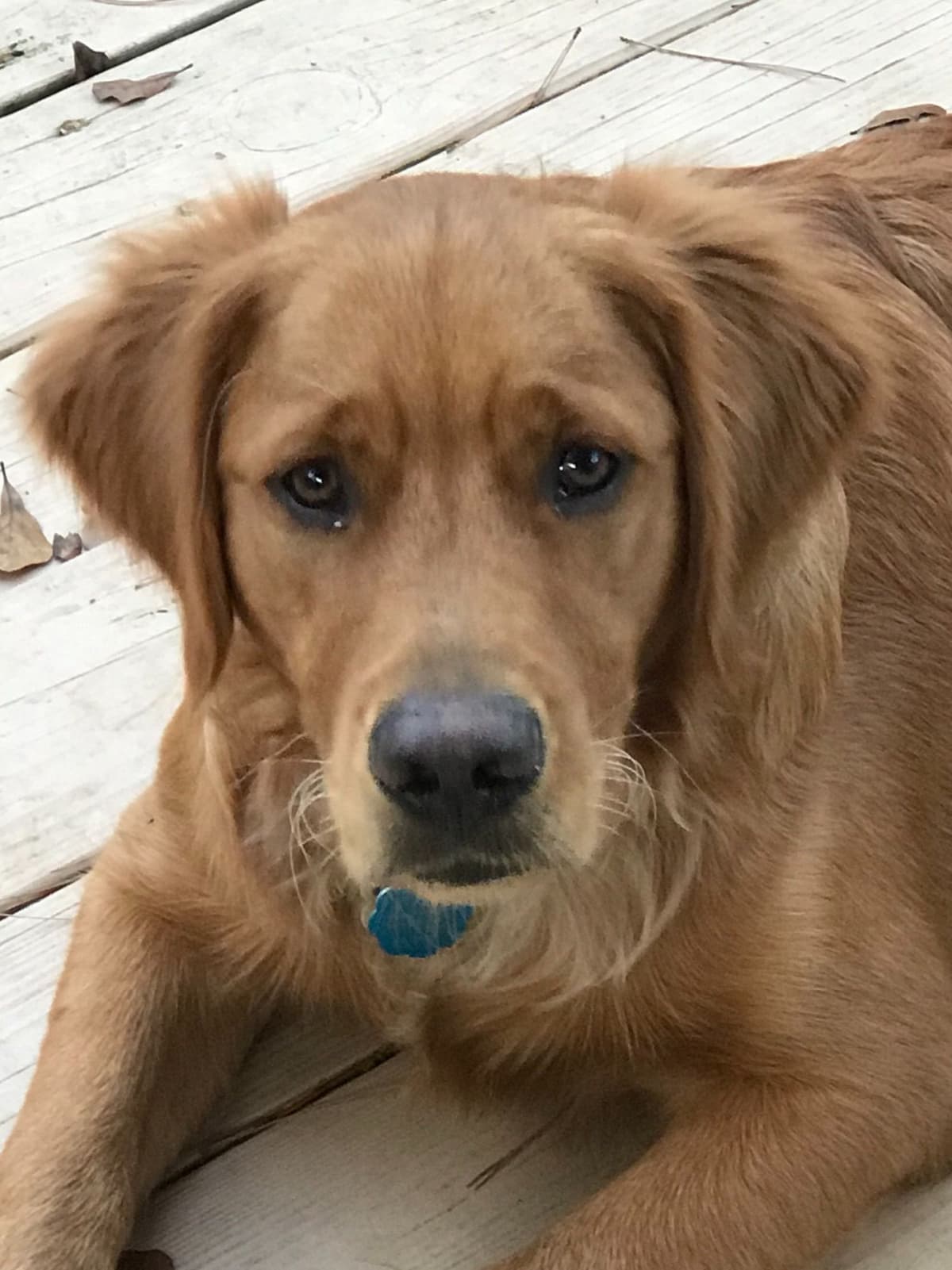 On Golden Pond Golden Retrievers breeder image 40