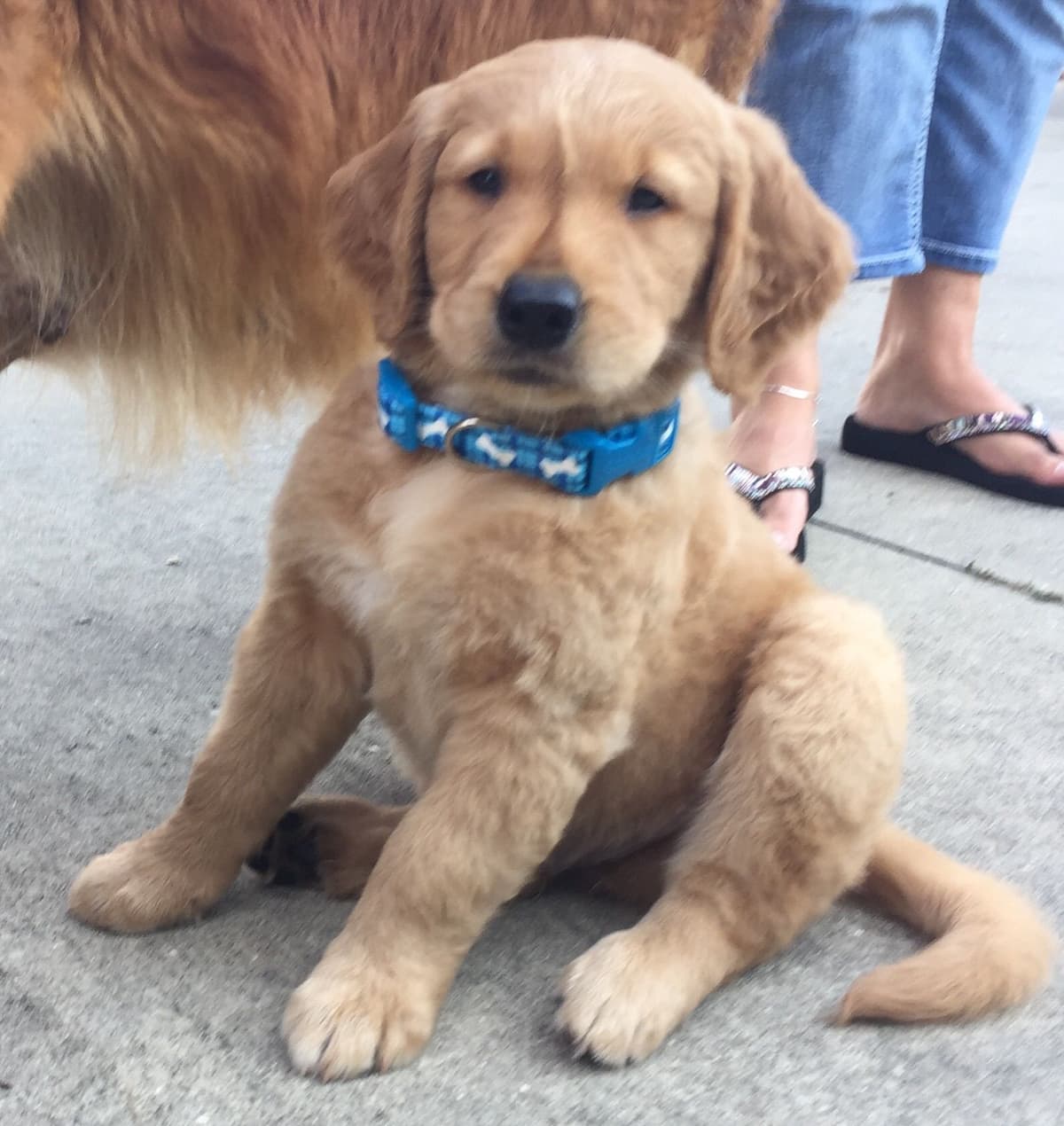 On Golden Pond Golden Retrievers breeder image 41