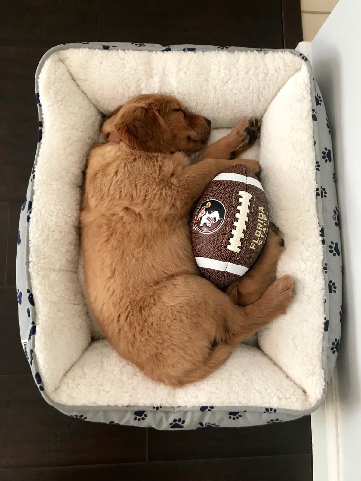 On Golden Pond Golden Retrievers breeder image 44