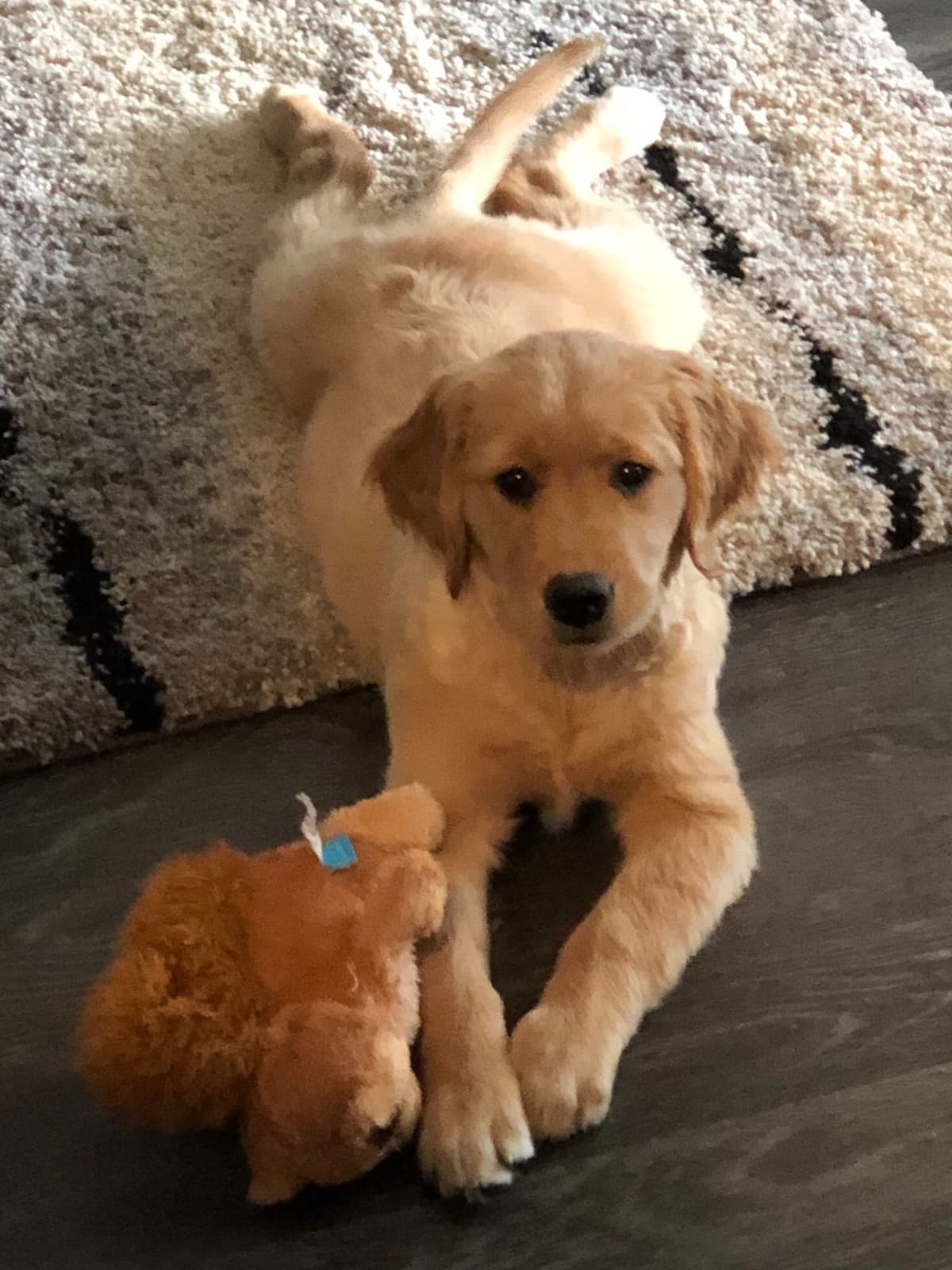 On Golden Pond Golden Retrievers breeder image 42