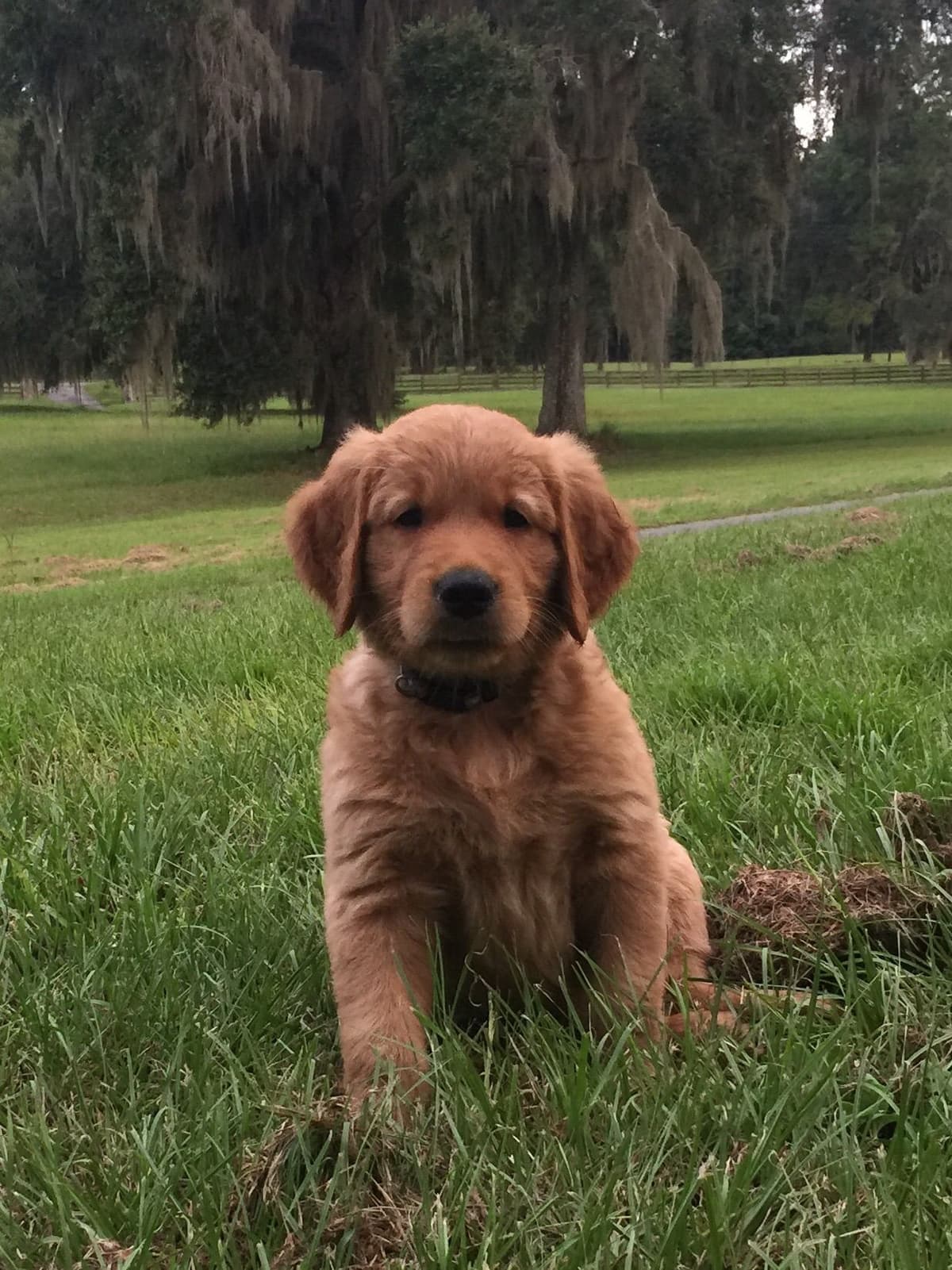 On Golden Pond Golden Retrievers breeder image 43