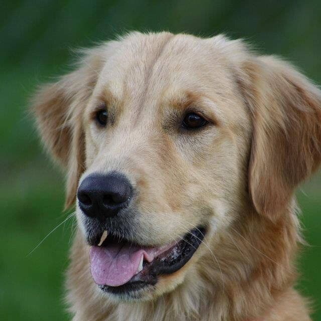 On Golden Pond Golden Retrievers breeder image 45