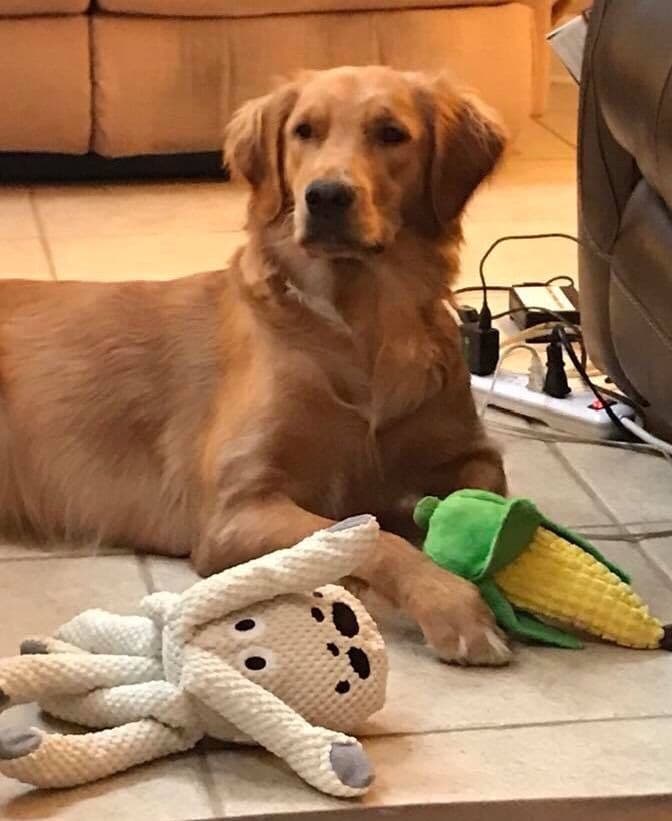 On Golden Pond Golden Retrievers breeder image 47