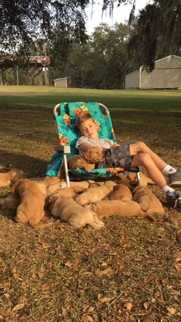On Golden Pond Golden Retrievers breeder image 48