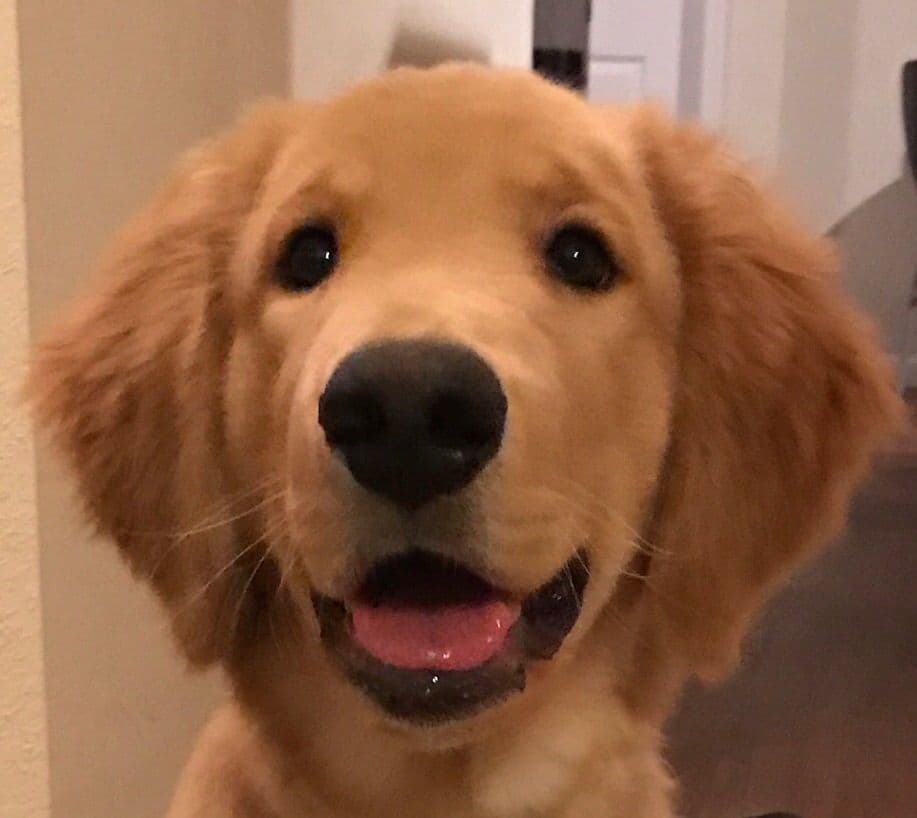 On Golden Pond Golden Retrievers breeder image 49