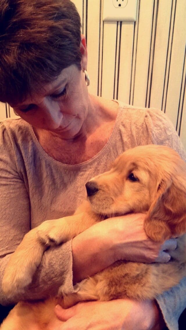 On Golden Pond Golden Retrievers breeder image 51