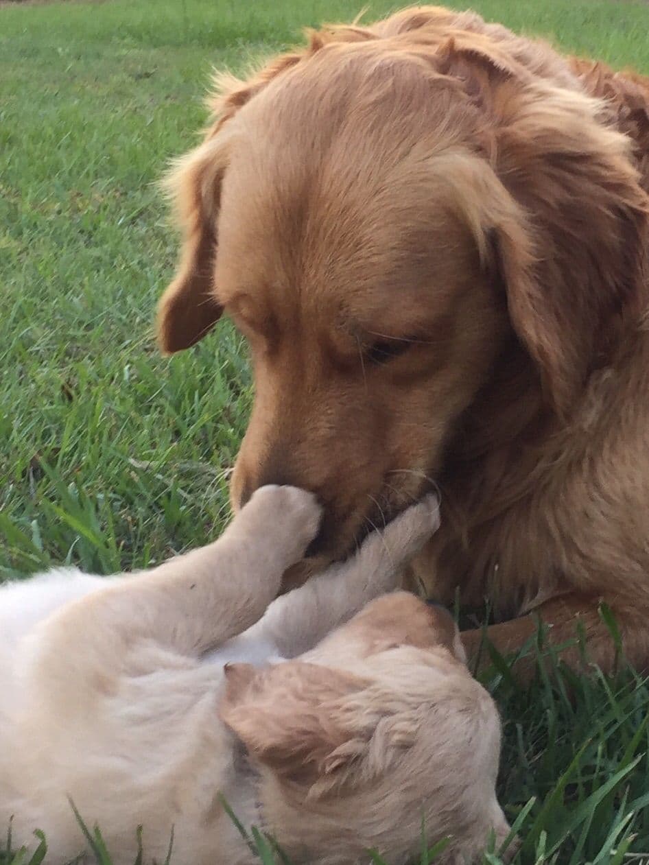 On Golden Pond Golden Retrievers breeder image 58