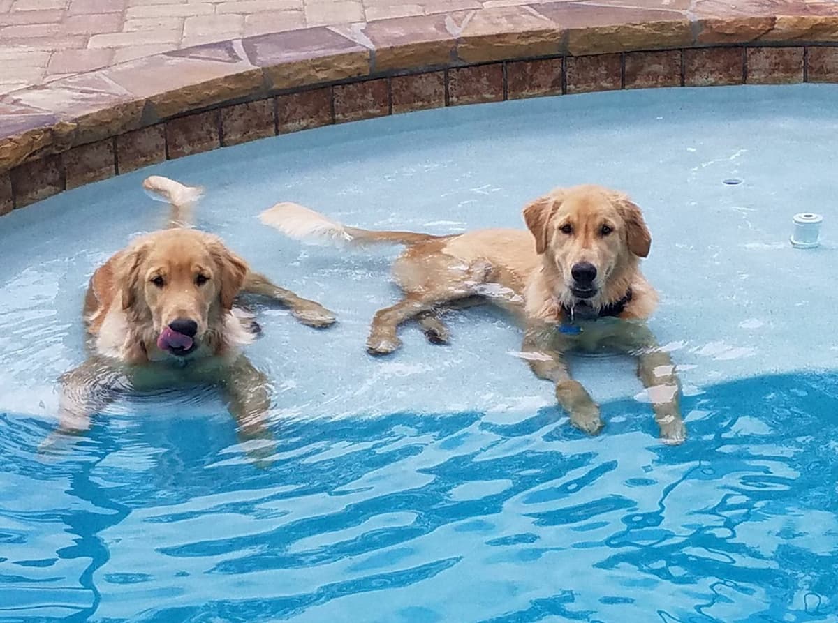 On Golden Pond Golden Retrievers breeder image 60