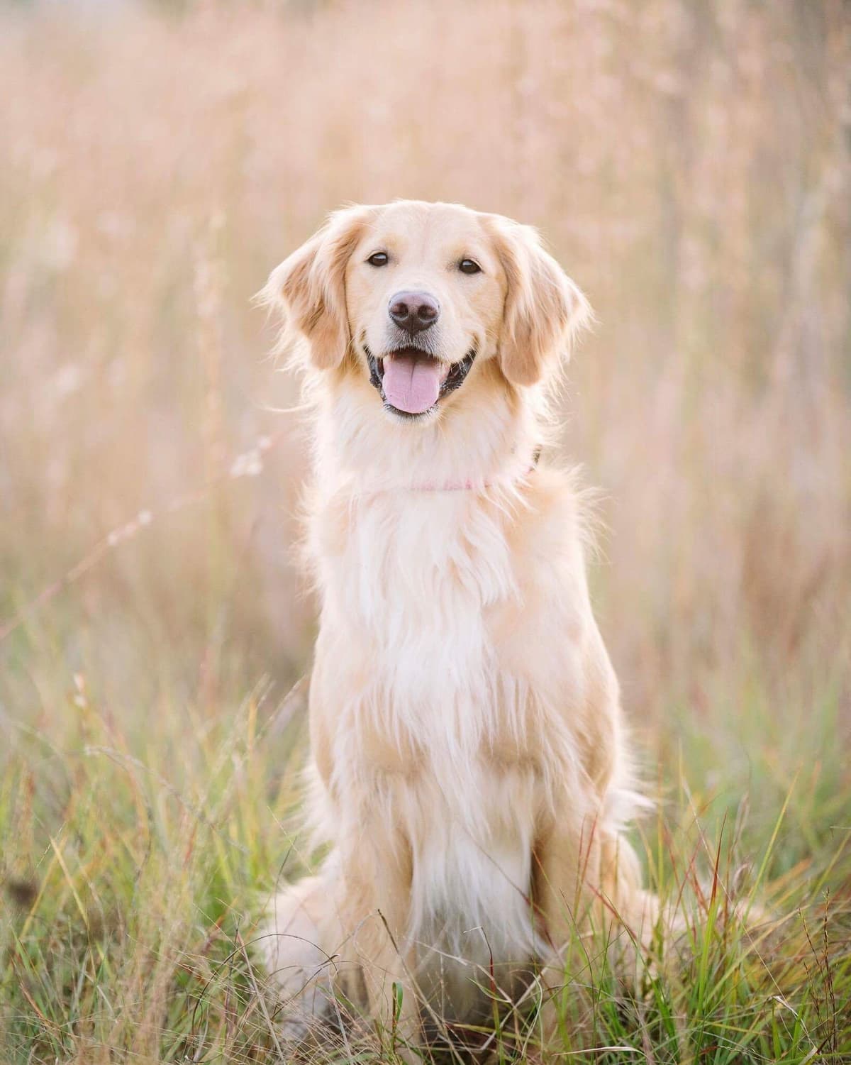 On Golden Pond Golden Retrievers breeder image 63