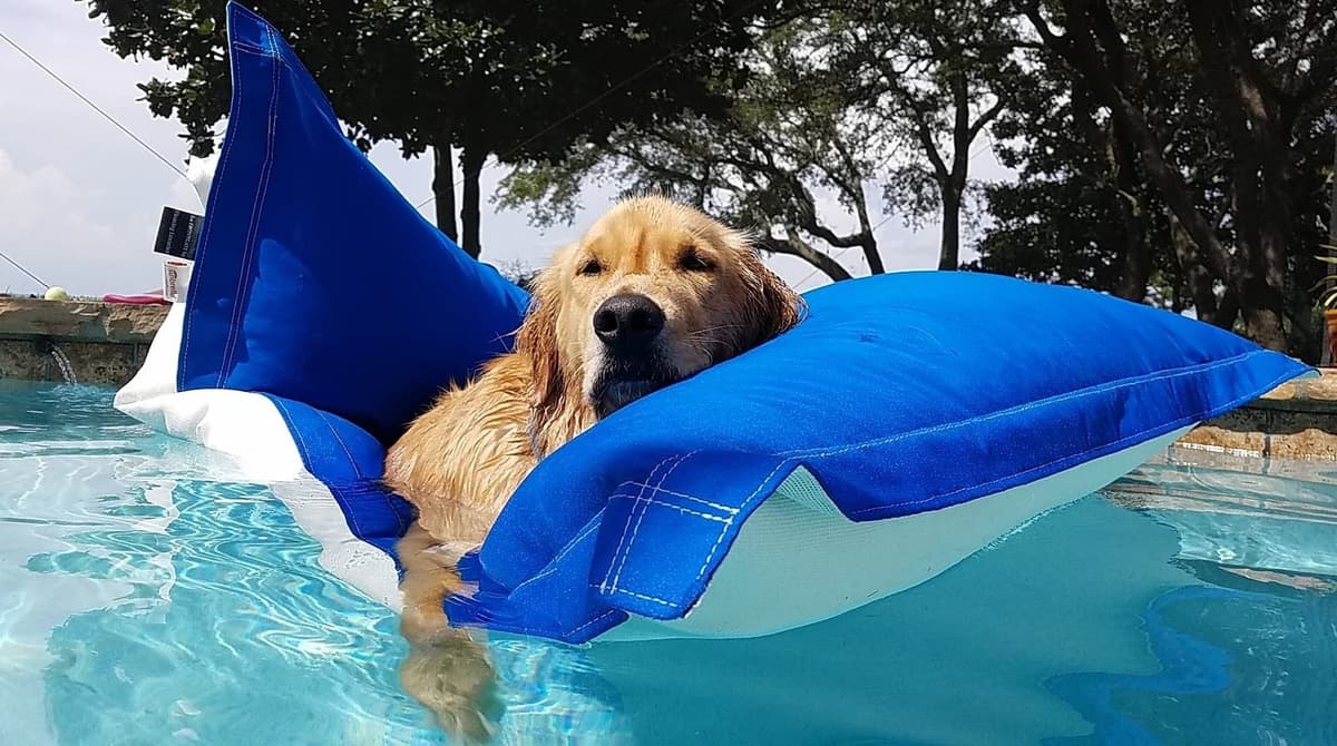 On Golden Pond Golden Retrievers breeder image 64