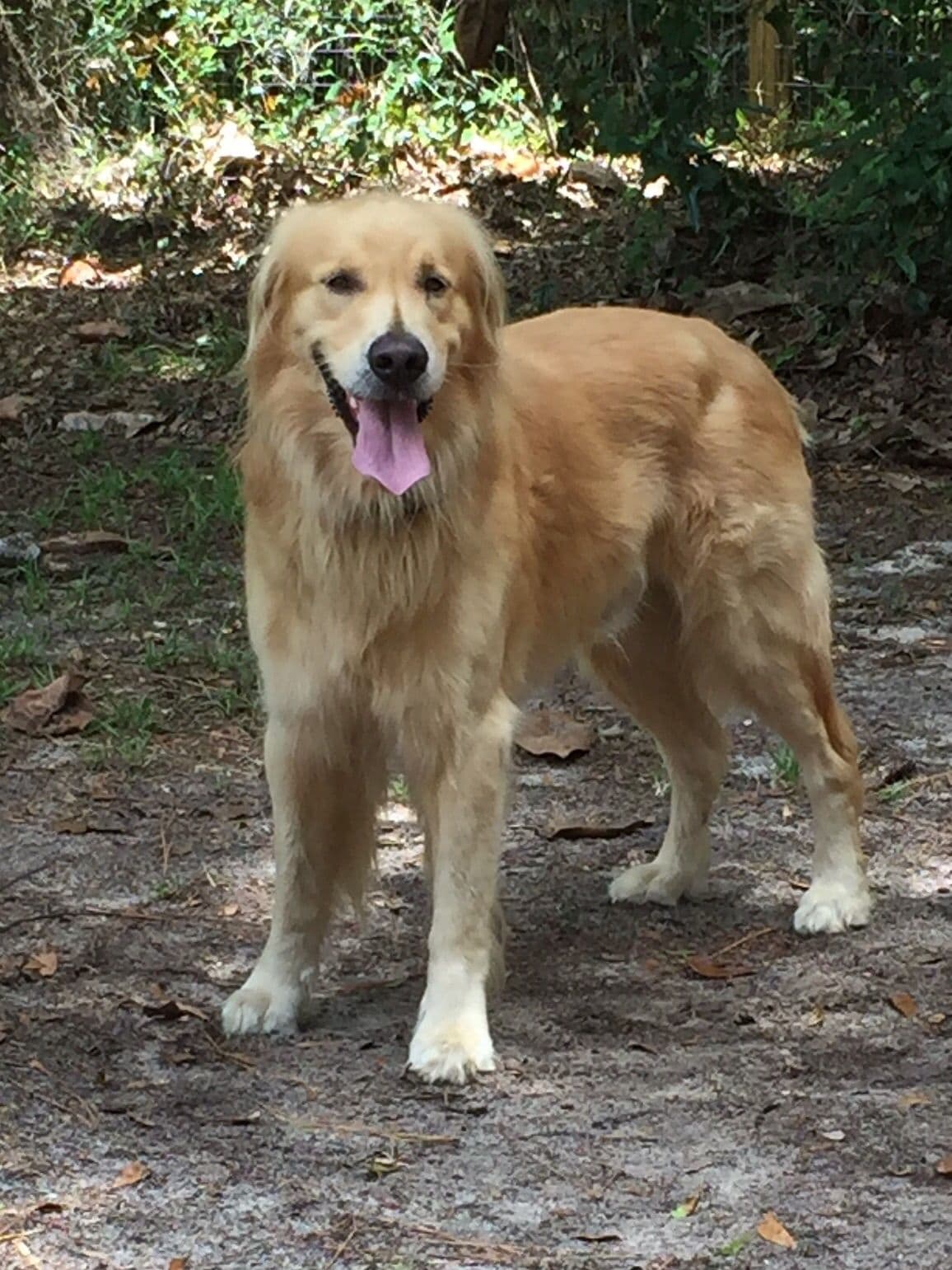 On Golden Pond Golden Retrievers breeder image 65