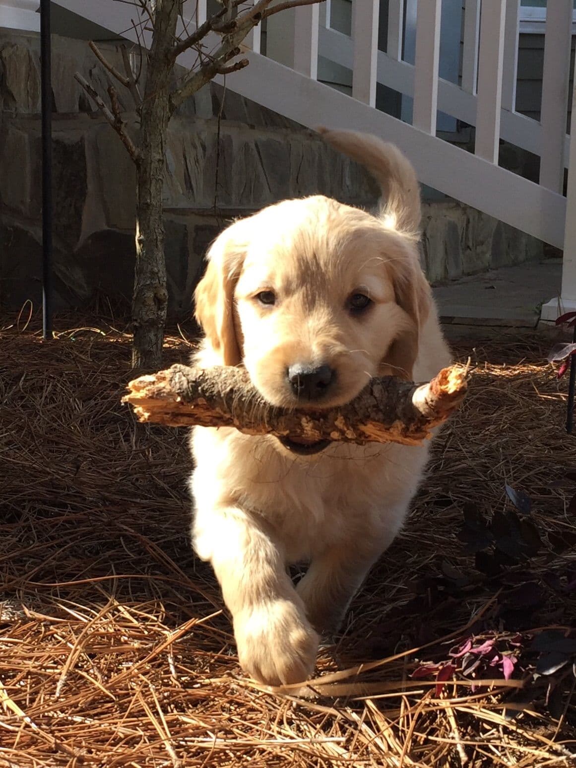 On Golden Pond Golden Retrievers breeder image 67