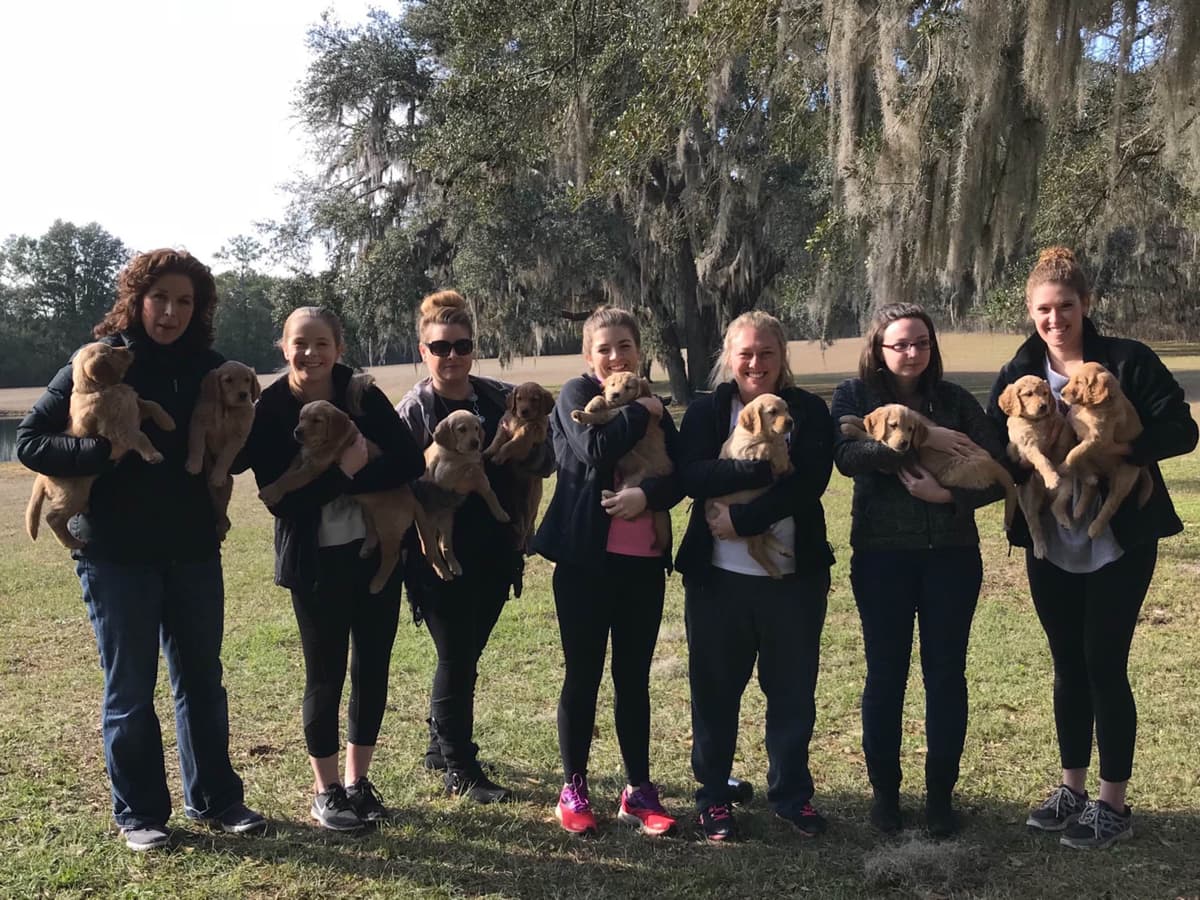 On Golden Pond Golden Retrievers breeder image 68