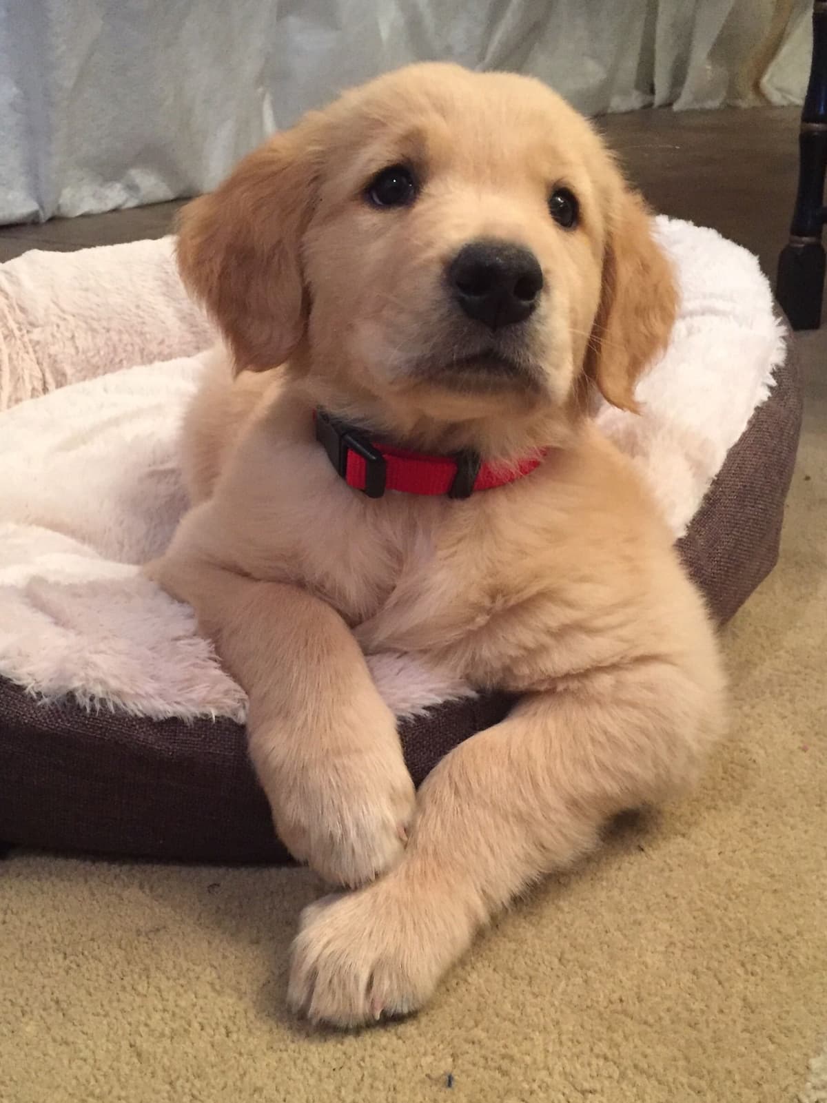 On Golden Pond Golden Retrievers breeder image 69
