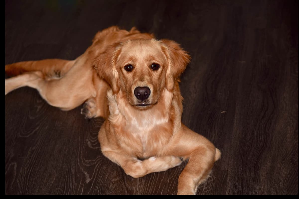 On Golden Pond Golden Retrievers breeder image 73