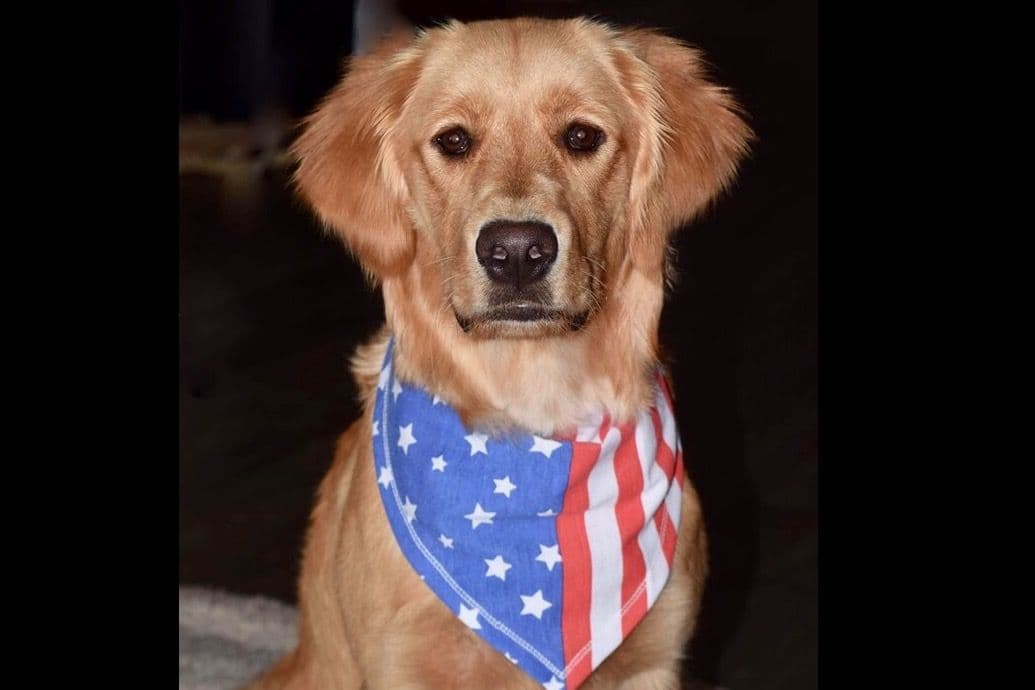 On Golden Pond Golden Retrievers breeder image 74