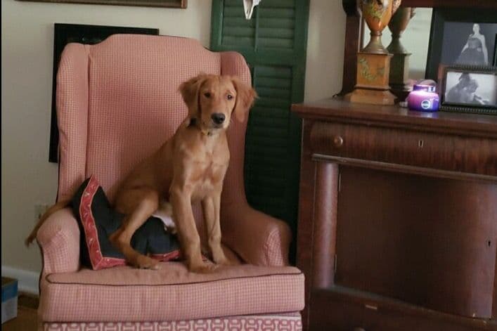 On Golden Pond Golden Retrievers breeder image 76