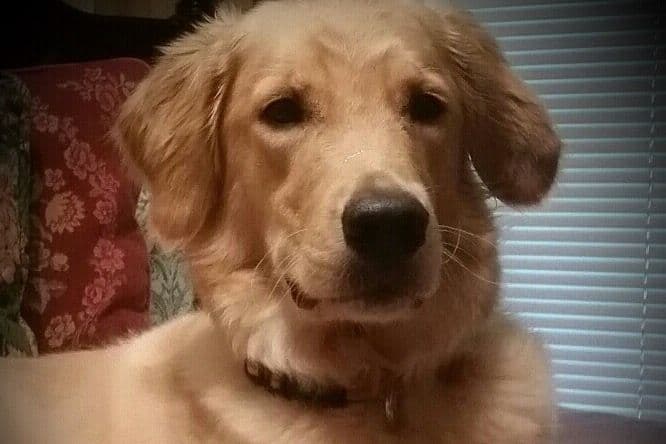 On Golden Pond Golden Retrievers breeder image 78
