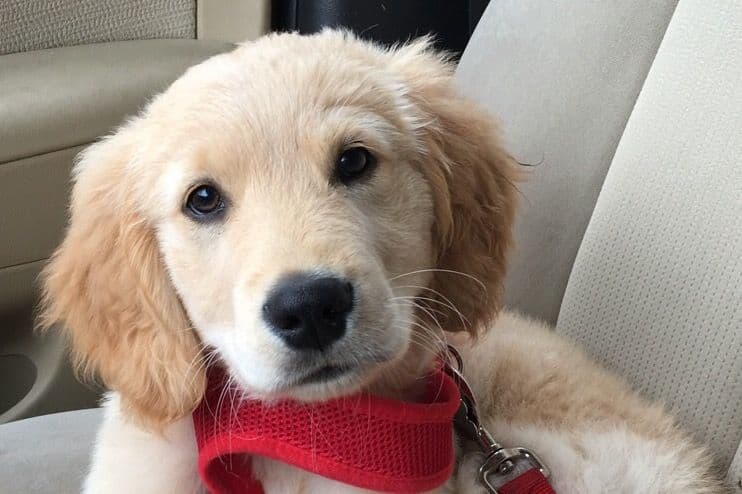 On Golden Pond Golden Retrievers breeder image 81