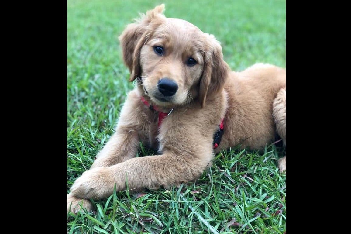On Golden Pond Golden Retrievers breeder image 86