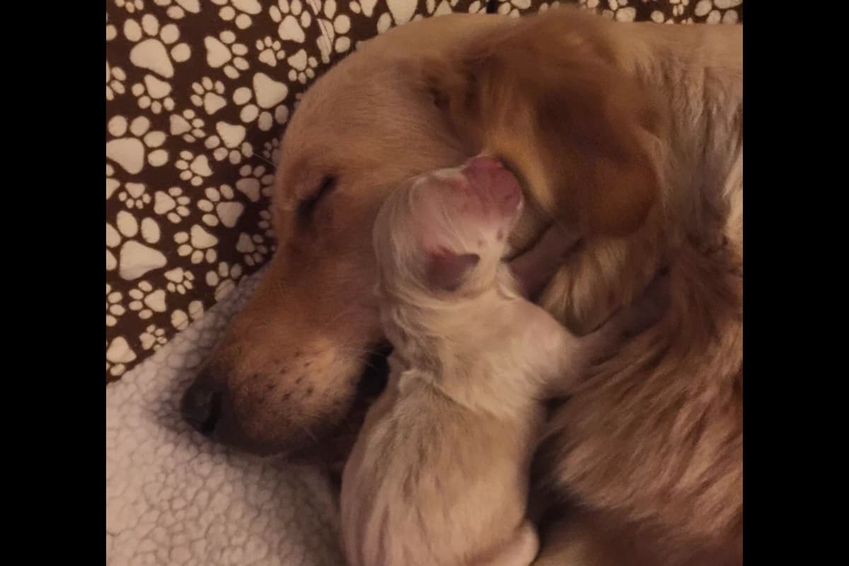 On Golden Pond Golden Retrievers breeder image 90
