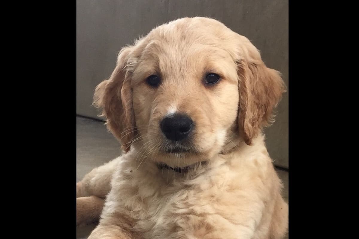 On Golden Pond Golden Retrievers breeder image 91