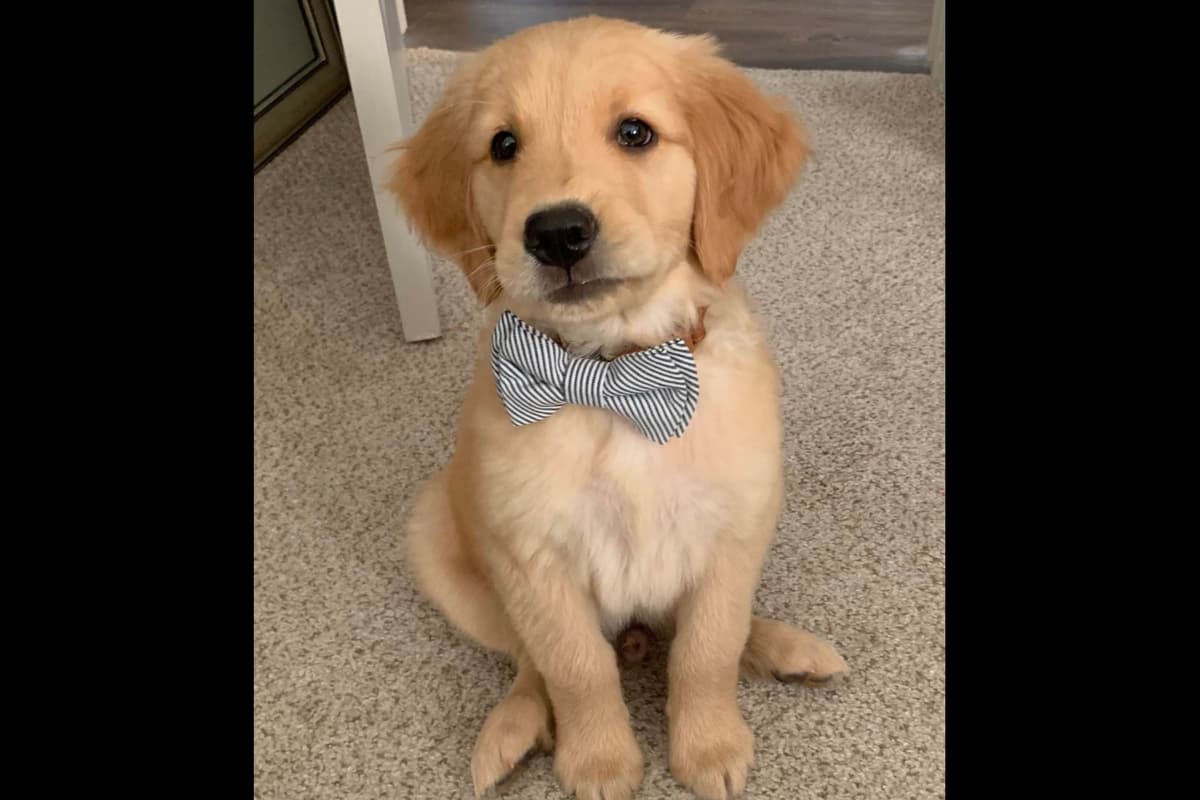 On Golden Pond Golden Retrievers breeder image 94