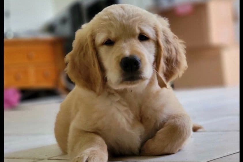 On Golden Pond Golden Retrievers breeder image 95