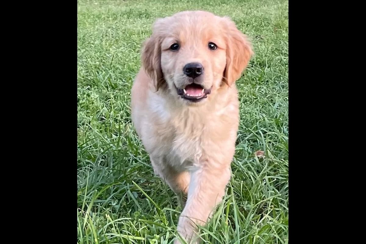 On Golden Pond Golden Retrievers breeder image 97