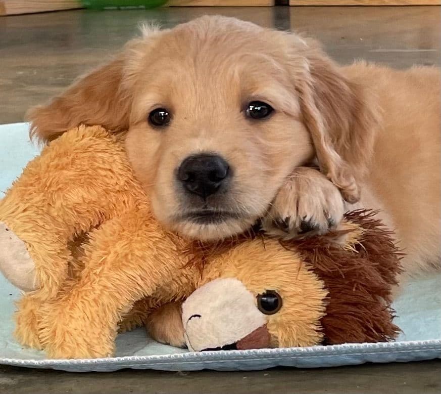 On Golden Pond Golden Retrievers breeder image 98