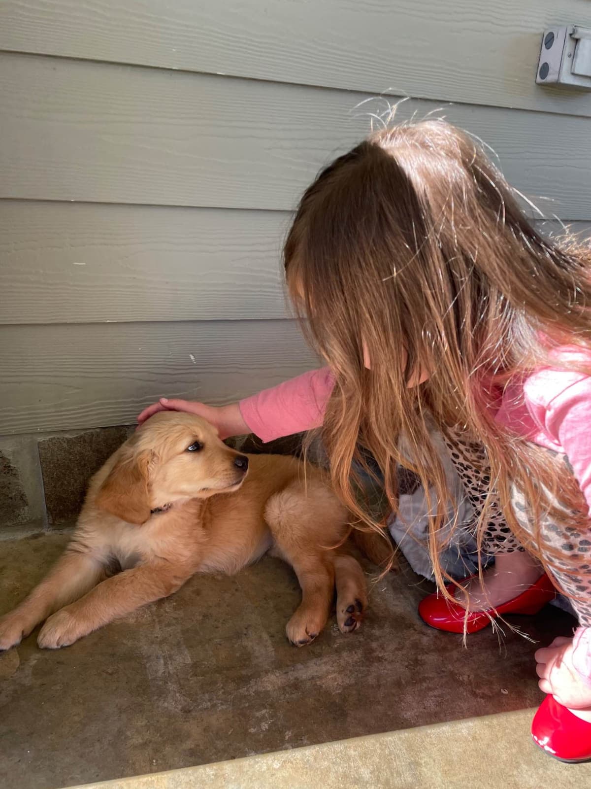 On Golden Pond Golden Retrievers breeder image 101