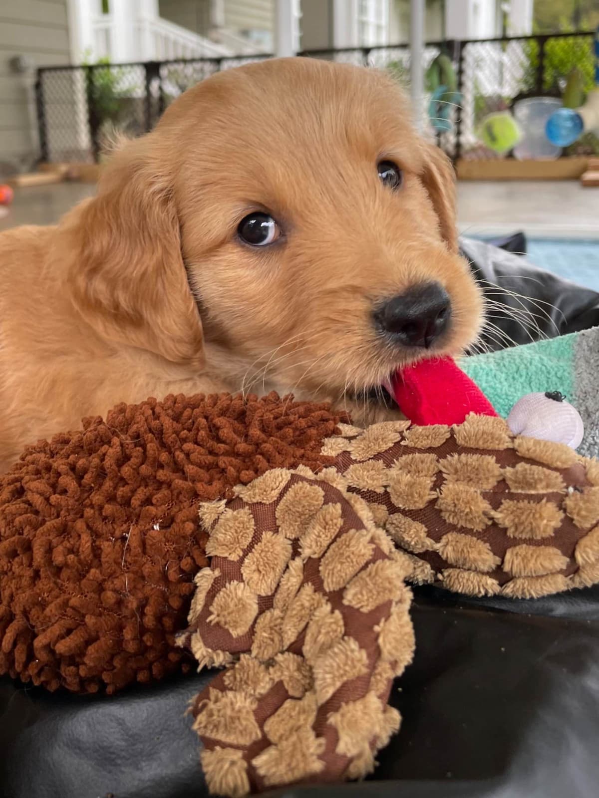 On Golden Pond Golden Retrievers breeder image 102