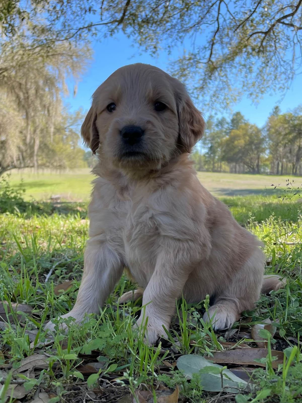 On Golden Pond Golden Retrievers breeder image 103