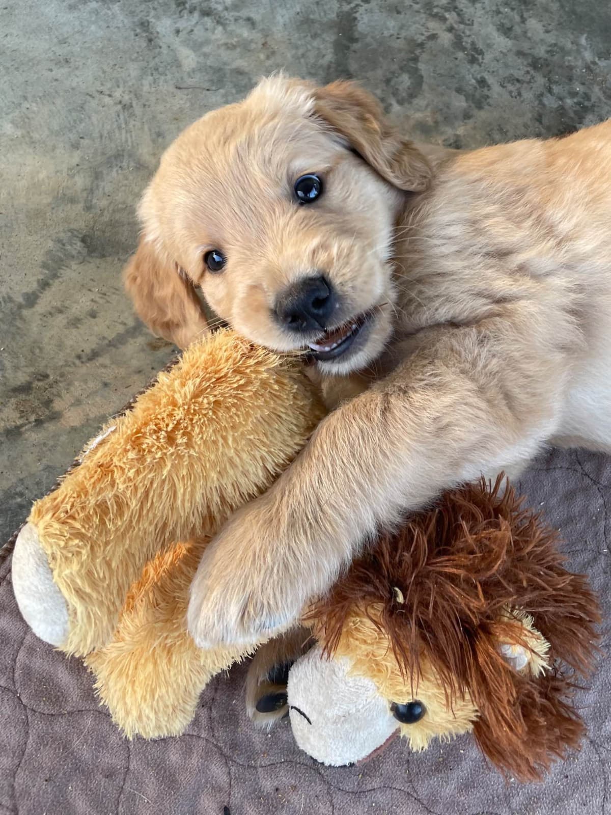 On Golden Pond Golden Retrievers breeder image 104