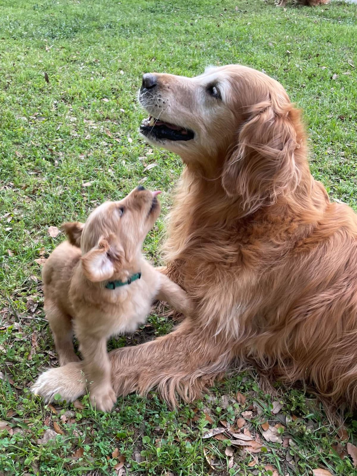 On Golden Pond Golden Retrievers breeder image 106